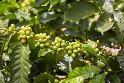 盤點現(xiàn)代世界農業(yè)的6大模式，告訴農民 棉花種植這么做才賺錢