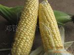 徐聞邁陳新鮮超甜玉米 綠色食品的產地直銷新選擇